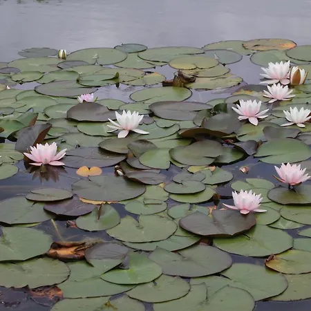 Ottenskamp4 * Siebengewald