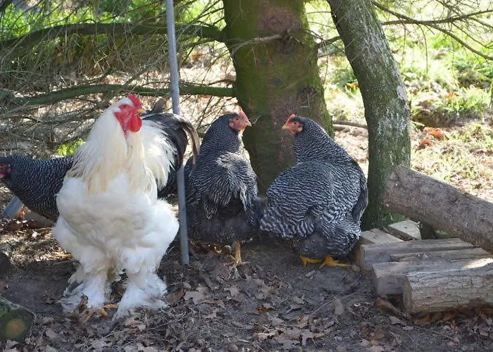 Ottenskamp4 * Siebengewald